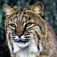 Bobcat Library (@mmjhlibrary) Twitter profile photo