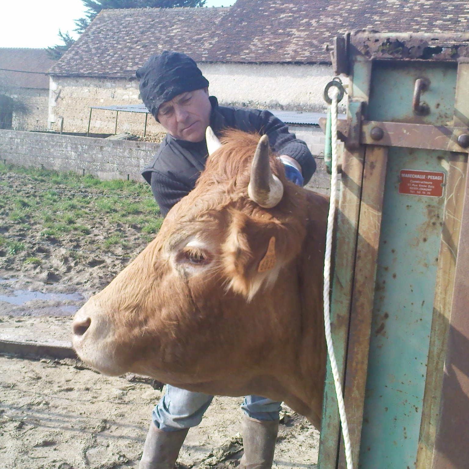 Elevage Limousin agréé de la charte des bonnes pratiques d'élevage. Vente de viande bio sous-vide à domicile dans l'Indre, l'Indre-et-Loire et la Vienne.