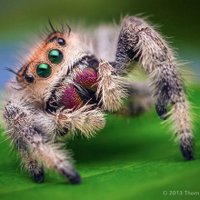 Spider_papers (@spiderspapers) Twitter profile photo
