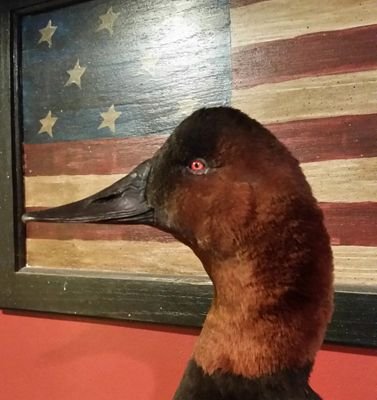 duckswv15's profile picture. 