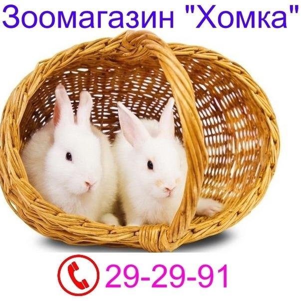 Только у нас более 10 видов домашних питомцев на любой вкус – от мышонка до кролика, все ласковые и ручные, они ждут тебя! Эксклюзивные клетки и корма.