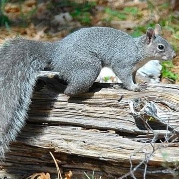 PapaGreySqueal's profile picture. not affiliated with kent state
constantly looking for the nuts i burried for winter.