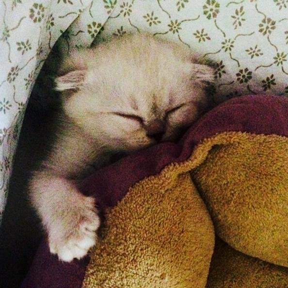 is that a proper cat yes it is and it is in fact very much bae. follow @veganswift