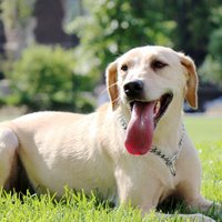 K9 Officer Zzisa (@officerzzisa) 's Twitter Profile Photo