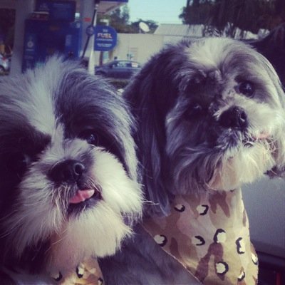 Follow our #shihtzu life on instagram at @gummyandchewie too!