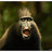 blahblahme75's profile image
