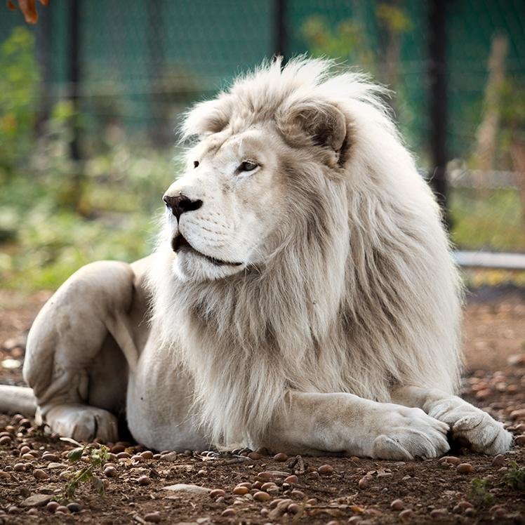 42-acre lion rescue & educational center offering photo safaris, cottage rentals, and lion encounters between #Medford & #Ashland in Southern Oregon.