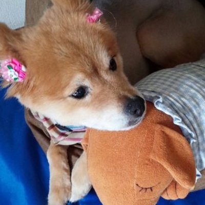 まゆ
