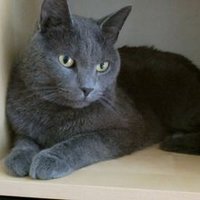 Susanne Jönsson (@susjon767) 's Twitter Profile