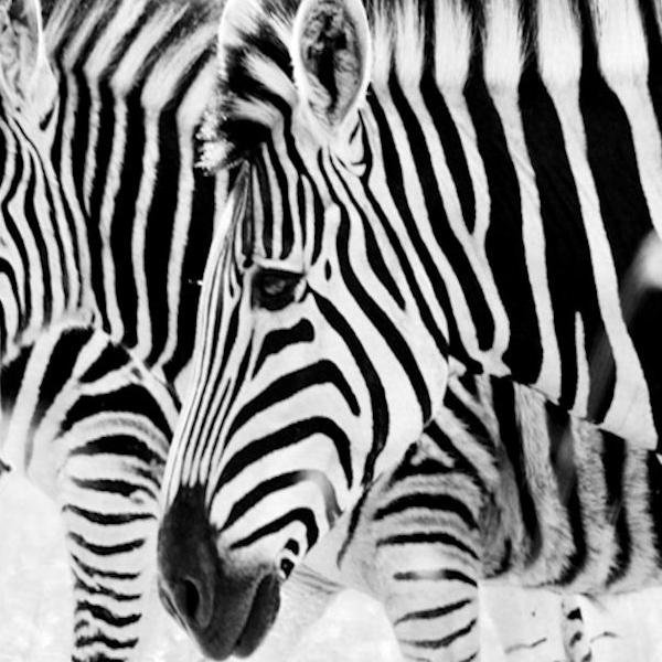 Ferhundebabasi's profile picture. 