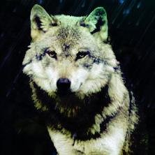 LeenaFaith's profile picture. 