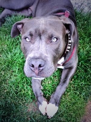 I am an American Staffordshire Terrier. Sharing my Doggie World With You!!