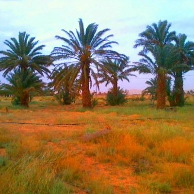 سبحان الله وبحمده سبحان الله العظيم