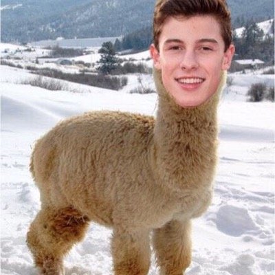 hes my alpaca muffin man wby // created by: @crunchymendes