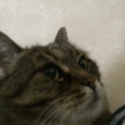 The Cat Is Real || WANNABE @IronClanSniping MEMBER :)
