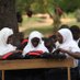 FlavianaMatataFdn (@fmfound) Twitter profile photo FlavianaMatataFdn (@fmfound) Twitter profile photo