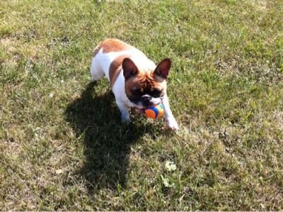 AMIaBULL's profile picture. Breeder of beautifully distinctive french bulldogs of superior health, personality and conformation.