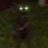 smile dog (@lucasmontemuro) 's Twitter Profile