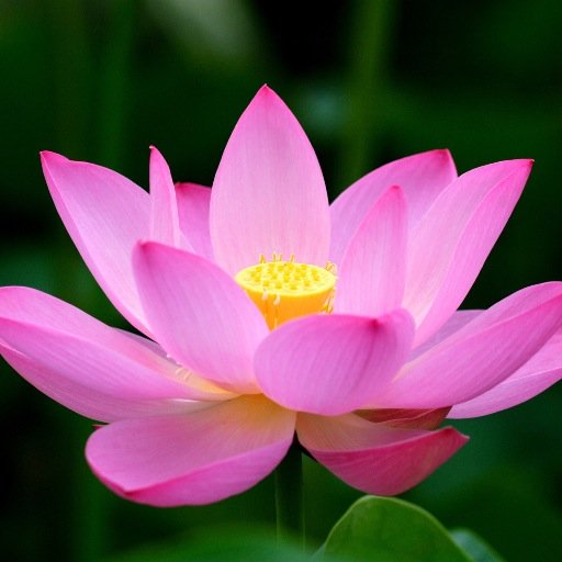 ShannonAhava's profile picture. California by way of Seattle. Mental health counselor, mom, and knitting fiend