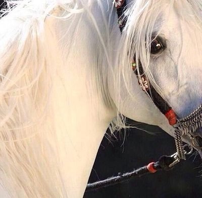 ‏‏سبحان الله وبحمده