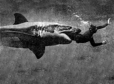 massibulla83's profile picture. 