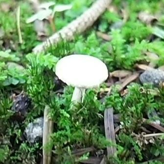神経発達症（育児）と英語関係（趣味）の情報収集用。子（2010年生まれ）ASD&ADHD＆DCDの診断あり。わたしも近い特性強め。
最近は同じアカのテテトコで子供の話をしている。