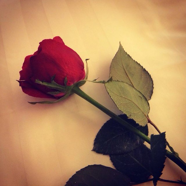 shoshoo0o's profile picture. آلاسٺغفآر وطن مطمئن مٺى ما حلقٺ في سمآئہ گنٺ اگثر سعآدة ورضاآ ♡'