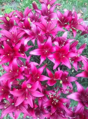 ljseaville's profile picture. 