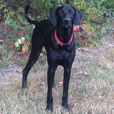 whaled's profile picture. 