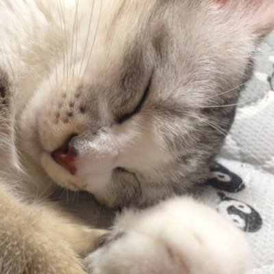 25↑の鬼滅、刀剣乱舞にどハマりしてる野生のラブライバーです。Aqoursは箱推し、ニジガクは歩夢、彼方、果林推し。ニャンコも大好き(*´꒳`*)