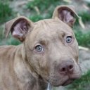 Lance Watts - @grazer65 - Twitter