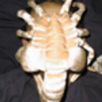 Crocuta crocuta (@crocutax2) 's Twitter Profile
