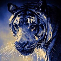 Fanatic (@rascal1x) 's Twitter Profile