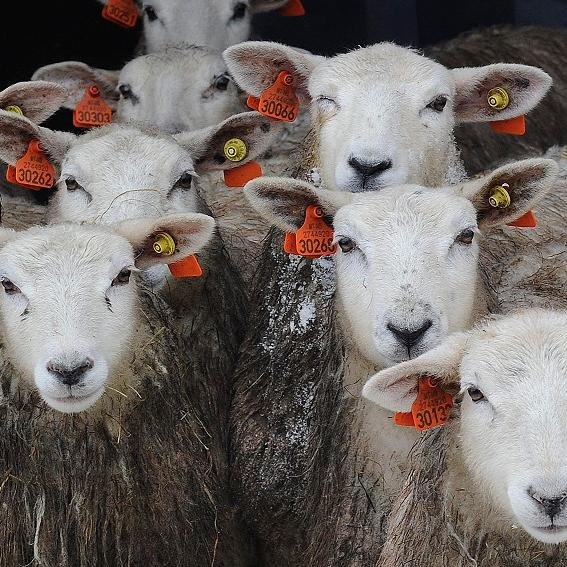 Fjosbuzz's profile picture. Uoffisielle Nationen-overskrifter for en ny tid. Kan du gjøre det bedre? #fjøsbuzz