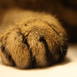 hiromidori's profile picture. 