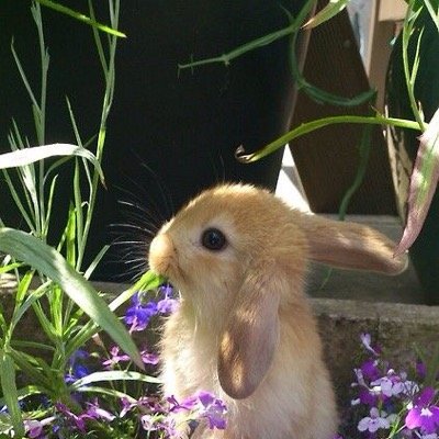 Buns hun