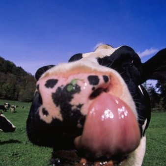 Lying Cow is dedicated to getting the ACCC to take action over the deliberately deceptive description of Wagyu beef in Australia by scurrilous producers.