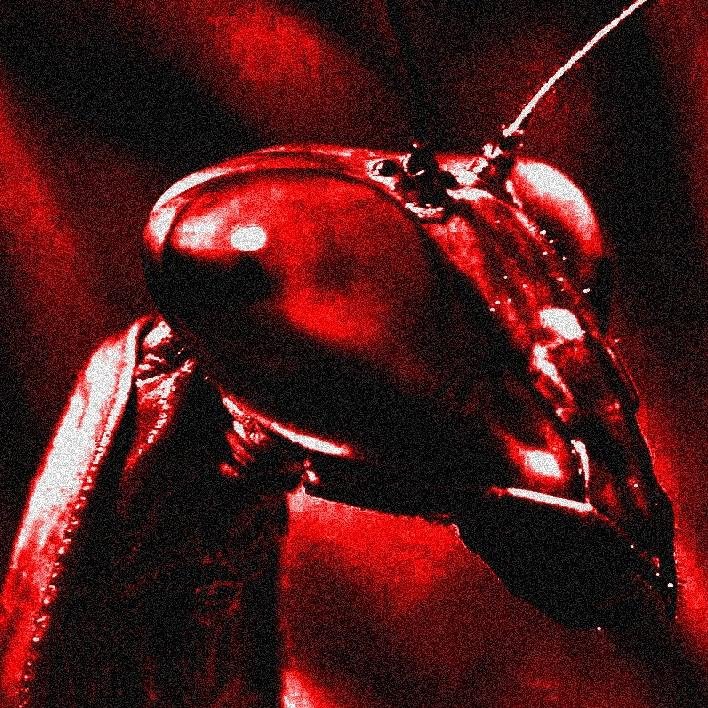 cursingmantis's profile picture. 