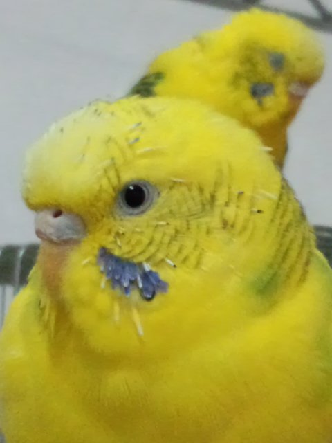 pipi1inko3lv's profile picture. 動物好き。特にセキセイインコ大好き🐦共通点なし、ツイ少ない方、ビジネス系はブロックします。現在フォロバは控えめです。