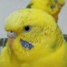 pipi1inko3lv's profile picture. 動物好き。特にセキセイインコ大好き🐦共通点なし、ツイ少ない方、ビジネス系はブロックします。現在フォロバは控えめです。