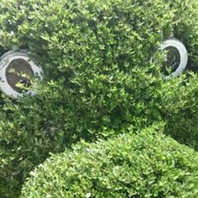 わたなべしゅーへー