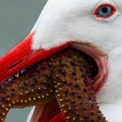 predictivetext1's profile picture. 