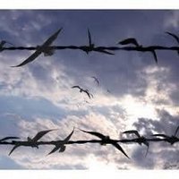 Urfa İHD Şubesi (@ihdurfa) 's Twitter Profile