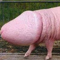 J'en ai marre d'être un cochon bite