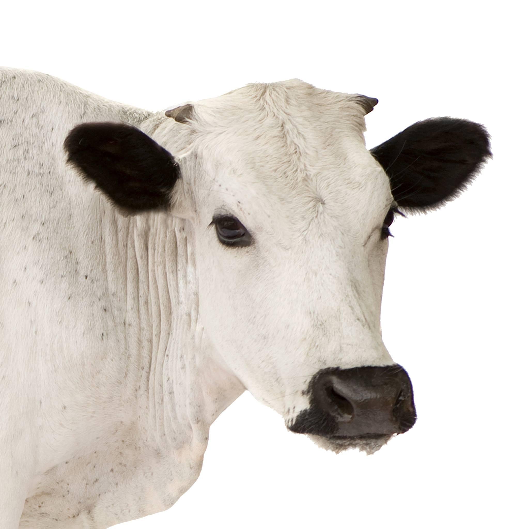 LaMuuAirginity's profile picture. 