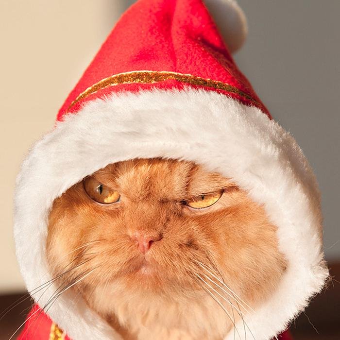 TheCallousJack's profile picture. 