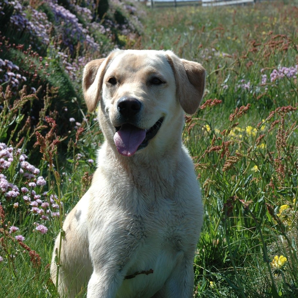 WalkswithWaffle's profile picture. I like walks with my owner @louiseminchin especially if they include a swim.
