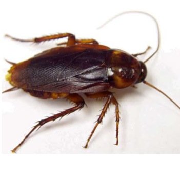 That one roach nigga, wont stop grindin till my whole $quad eattin