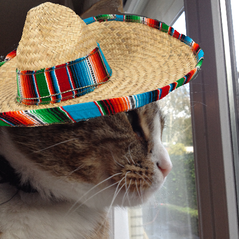 JoesLaBamba's profile picture. Cat ~ Mexican ~ hipster ~ Livin' the sombrero life