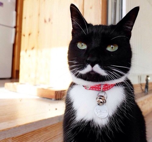 Kisuke_Inty0821's profile picture. Hello,Idea